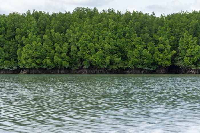 Pa，红树林，海洋，自然，红树林，树木，泰国，旅游