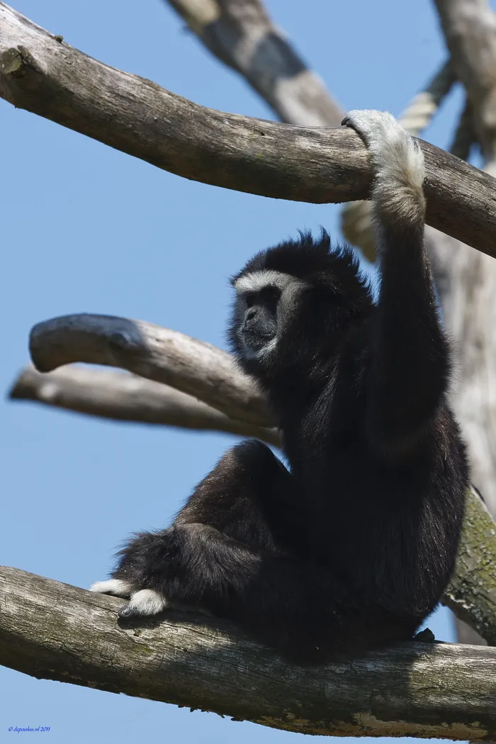 猴子，动物园，自然，哺乳动物，通缉犯，动物世界，动物野生动物，动物主题