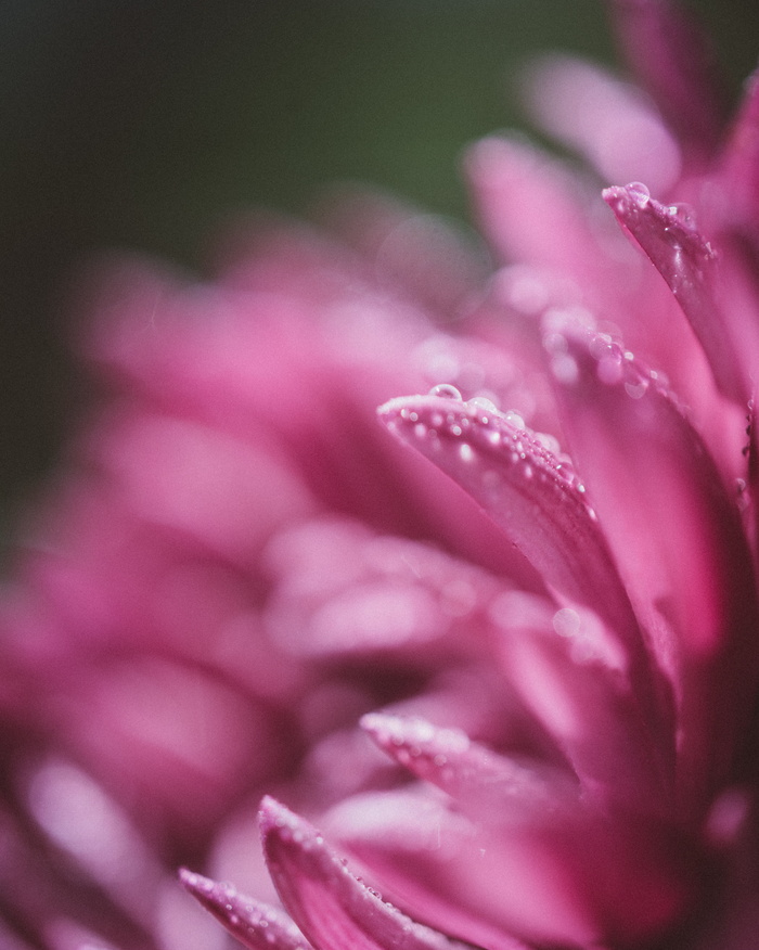粉红色, 花, 花瓣, 散景, 开花植物, 自然之美, 特写, 植物