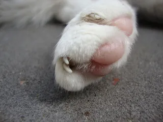 猫，爪子，近身，一个动物，动物主题，家畜，宠物，哺乳动物