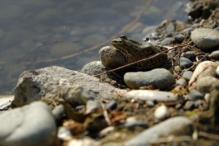 动物，蟾蜍，两栖动物，野生动物，岩石，乔治亚州，巴统，青蛙