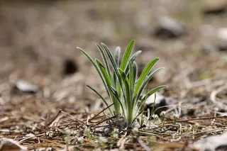森林，灌木丛，自然，森林灌木丛，绿色，静物，宏观，绿叶