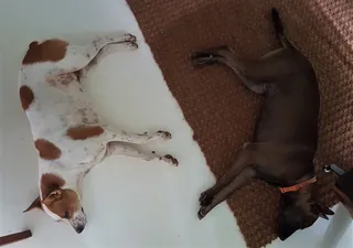 斯里兰卡，90个省，加勒，动物，狗，哺乳动物，宠物，家具