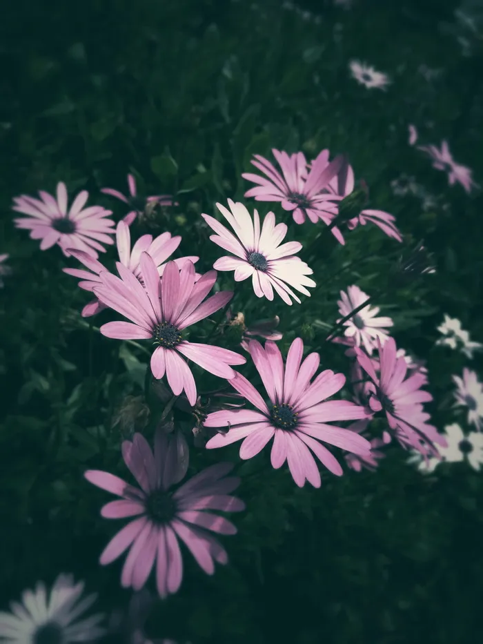 紫色花瓣花朵特写照片