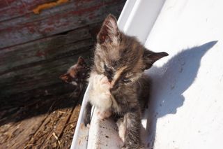 小猫，猫，猫，小猫，清洁，舔，爪子，耳朵