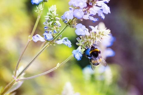 花上的蜜蜂 花上的蜜蜂
