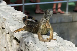 鬣蜥，食草动物，蜥蜴，侏罗纪，野生动物，动物主题，动物，野生动物