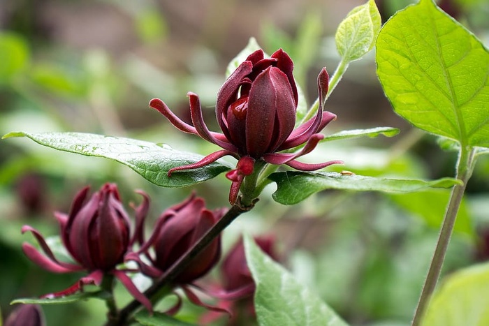 Calycanthus floridus，通常被称为Carolina allspice，是一种罕见的圆形落叶灌木，可长到6-9米高。它的特色是芳香的、棕色到勃艮第色的花朵，从4月中旬到5月中旬开放。花被褐色的、瓮状的果实种子荚所取代，这些种子荚在秋天成熟，在整个冬季持续数月。深色、有光泽、绿色的叶子和树皮被压碎后会释放出丁香或樟脑般的气味。花和叶都经常用来做花香。使用的其他名称还有甜灌木、草莓灌木