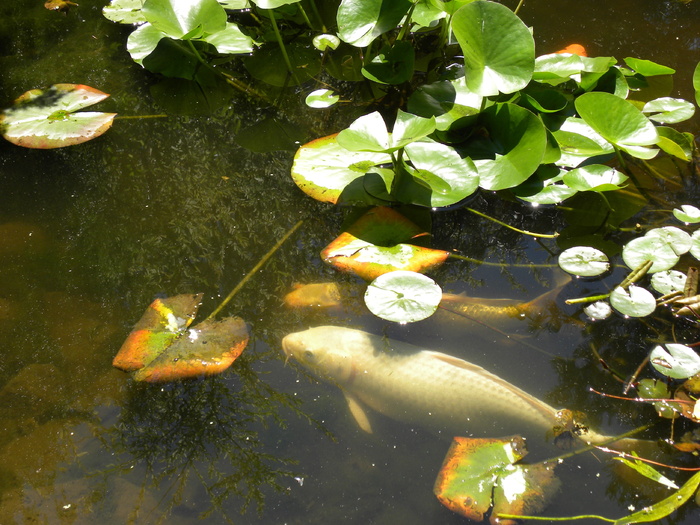 水，鱼，锦鲤，鲤鱼，游泳，睡莲，百合，鱼