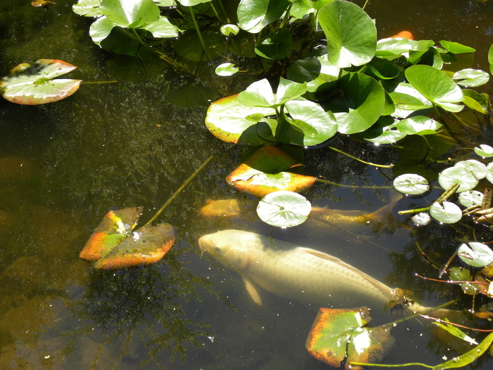 水，鱼，锦鲤，鲤鱼，游泳，睡莲，百合，鱼