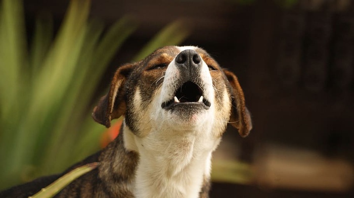 动物，狗，宠物，家养，亚美尼亚，一只动物，动物主题，宠物