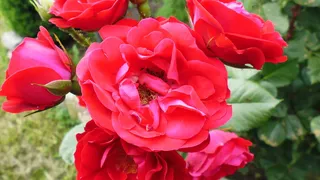 花，自然，红花，自然之美，五彩缤纷的花，春天，开花，美丽