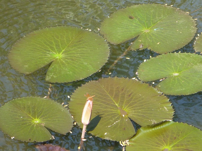睡莲垫、荷花、叶子、池塘、水、叶子、植物部分、绿色