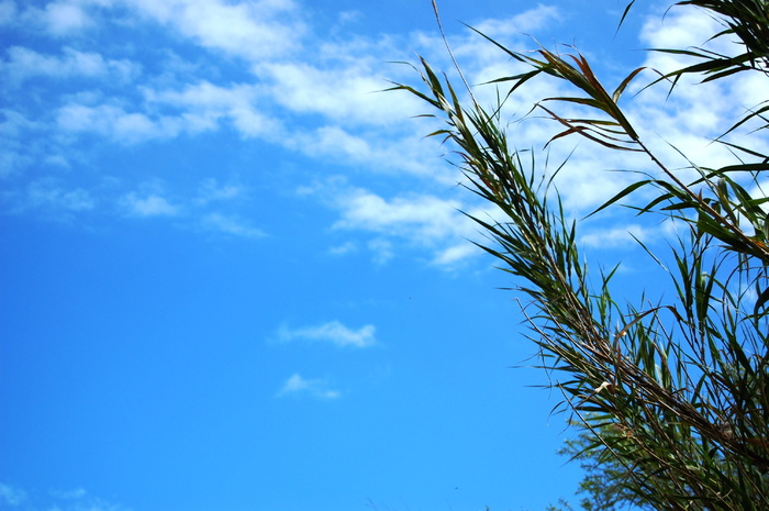 天空，植物，蓝色，夏天，云，微风，云天，低角度视图