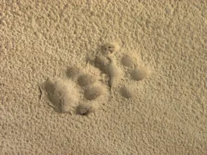 盎司、猫、动物、脚印、沙子、土地、海滩、高角度视图