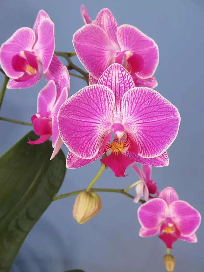粉色，兰花，树枝，兰花，蝴蝶兰，飞蛾，花朵，热带