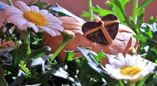 玛格丽特，清新，洁白，花朵，自然，芬芳，花园，盛开