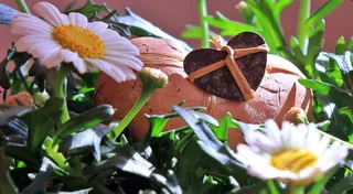 玛格丽特，清新，洁白，花朵，自然，芬芳，花园，盛开