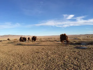 骆驼、天空、云、沙漠、动物、哺乳动物、动物主题、景观