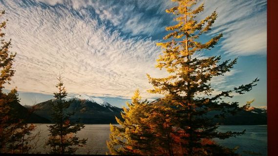 树，湖，森林，天空，山，云，自然，平静