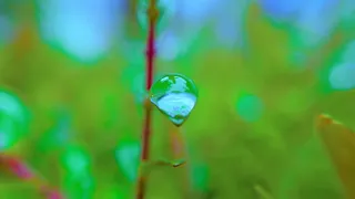 宏观, 雨滴, 水滴, 下降, 自然, 水, 特写, 没有人