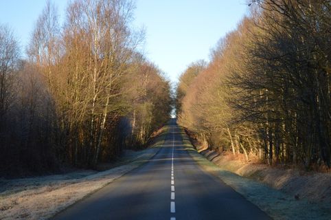 道路、森林、木材、树木、自然、寒冷、植物、植被