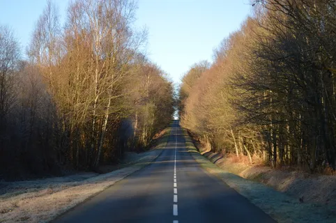 道路、森林、木材、树木、自然、寒冷、植物、植被 道路、森林、木材、树木、自然、寒冷、植物、植被