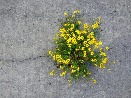 力,花,自然,混凝土,植物,令人印象深刻,非凡,意志 力,花,自然,混凝土,植物,令人印象深刻,非凡,意志