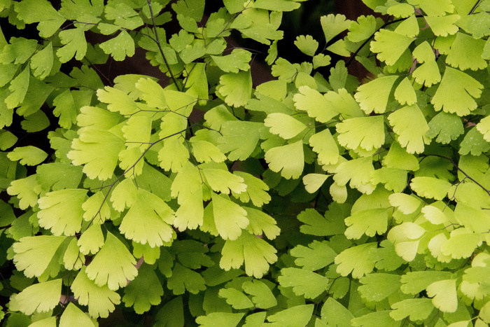 为了准备，植物，自然，叶子，环境，花园，自然美景，绿色