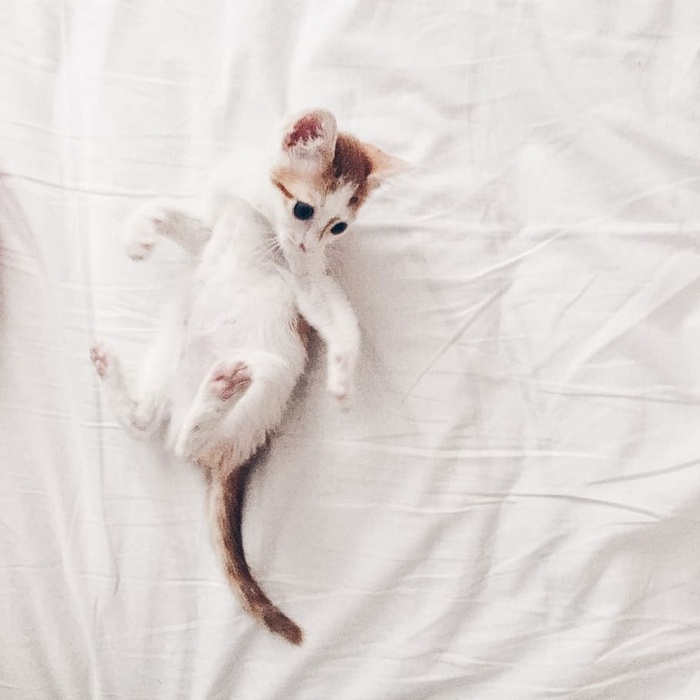 土耳其，伊斯坦布尔，猫，白，哺乳动物，动物主题，家养，一只动物