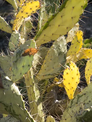 澳大利亚墨尔本皇家植物园阳光仙人掌绿色自然多汁