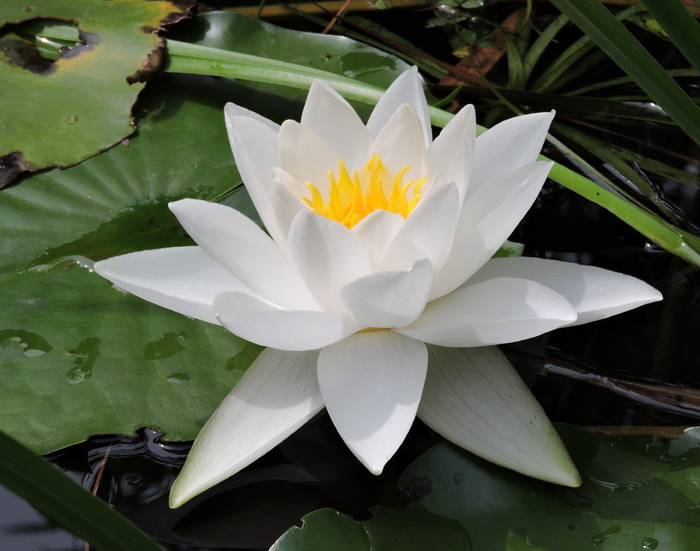 特写照片，白色，睡莲，睡莲，水生植物，白色花朵，池塘，自然