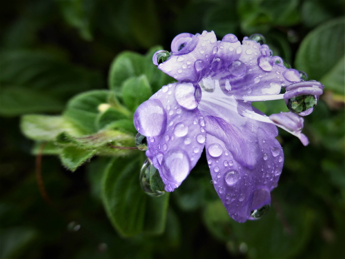 花，淡紫色，雨滴，开花植物，水，特写，植物，滴