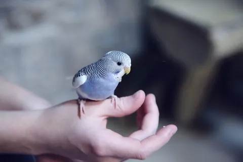 手上的蓝色长尾鹦鹉 手上的蓝色长尾鹦鹉