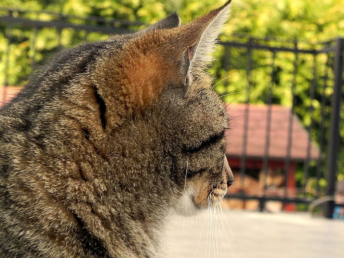 动物，猫，特写，猫，宠物，栏杆，公共领域图片，家猫