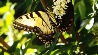 美国，北波托马克，蝴蝶，自然摄影，黑燕尾蝶，帝王蝶，昆虫，昆虫