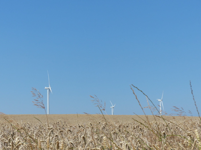 windräder，风电场，风力发电，风能，夏天，田地，谷物，天空