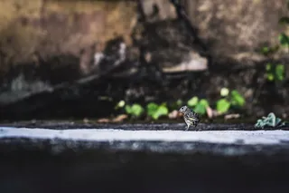 无标题，鸟，喙，羽毛，动物，苍蝇，自然，一种动物