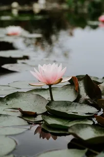 粉色花草,花,百合花,水,池塘,叶子,叶子,花瓣 粉色花草,花,百合花,水,池塘,叶子,叶子,花瓣