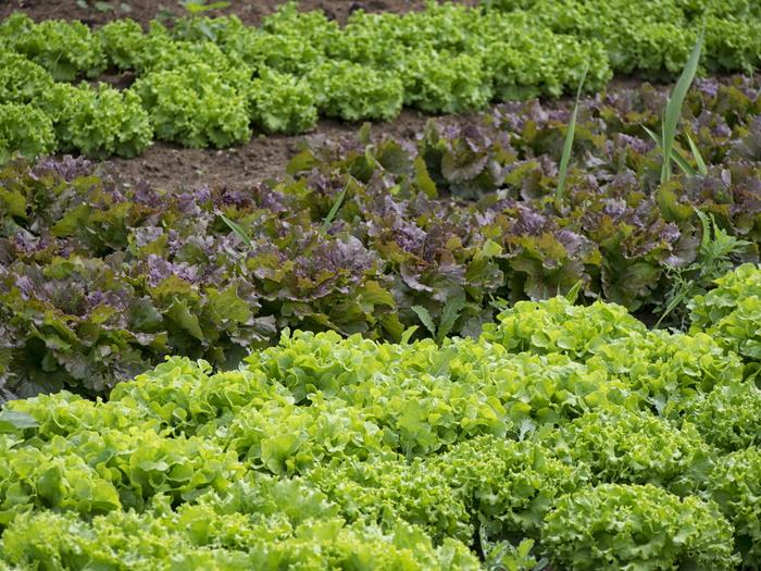 绿叶蔬菜，蔬菜，园丁，菜园，沙拉，植物，蔬菜，绿色