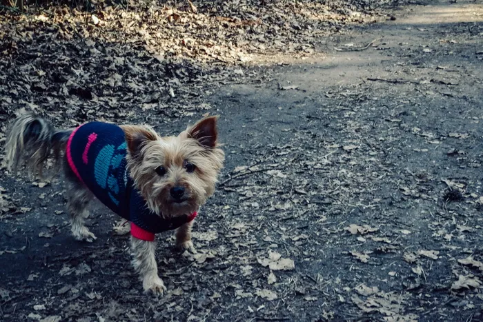 摄影、摄影、树叶、公园、森林、道路、道路、闭门器