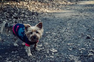 摄影、摄影、树叶、公园、森林、道路、道路、闭门器