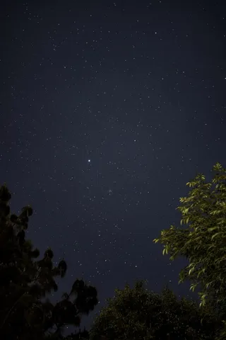 星夜下的绿树