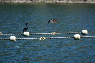 鸬鹚, 鸬鹚, 鸟类, 野生动物, 飞行中的鸟, 海洋, 水禽, 飞