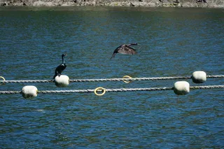鸬鹚, 鸬鹚, 鸟类, 野生动物, 飞行中的鸟, 海洋, 水禽, 飞