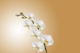 白色，飞蛾兰花，花，兰花，自然，植物，开花，植物群