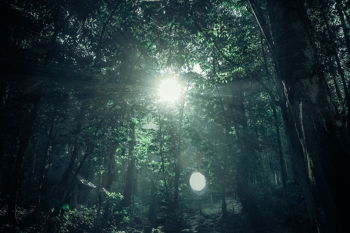 晴天下的绿色雨林