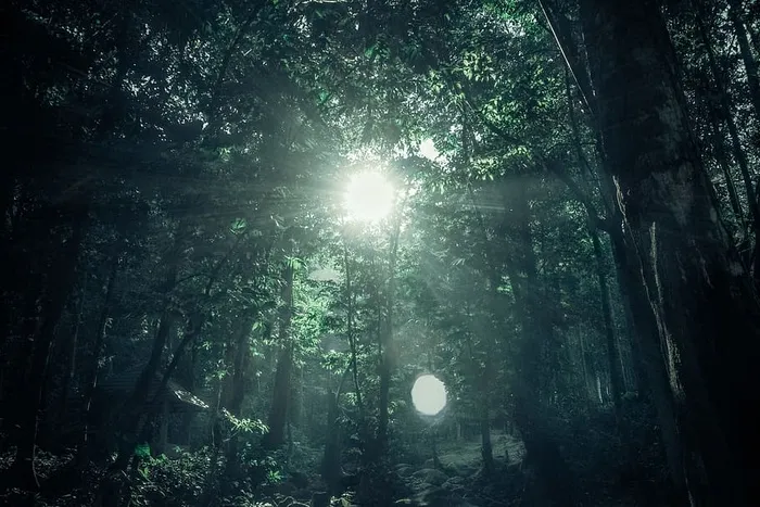晴天下的绿色雨林