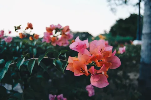 粉红三角梅花的选择性聚焦摄影 粉红三角梅花的选择性聚焦摄影