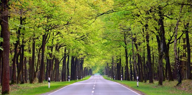 木材、自然、树木、道路、说明、小街、森林、植物